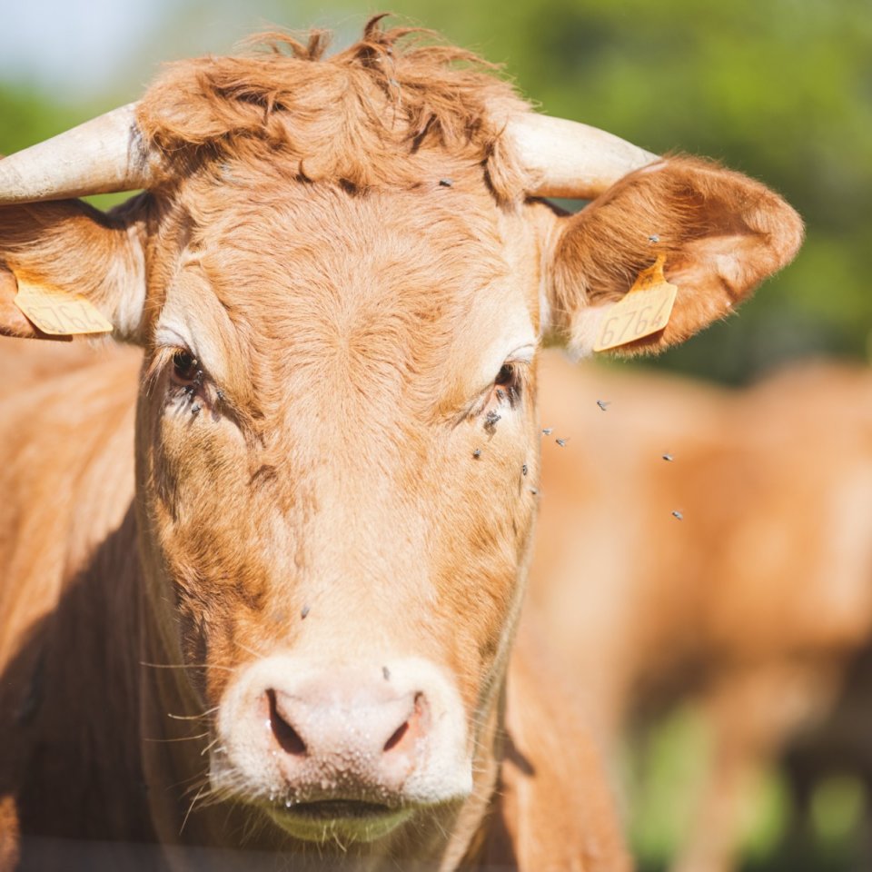 La ferme des Hauts Près - Vaches
