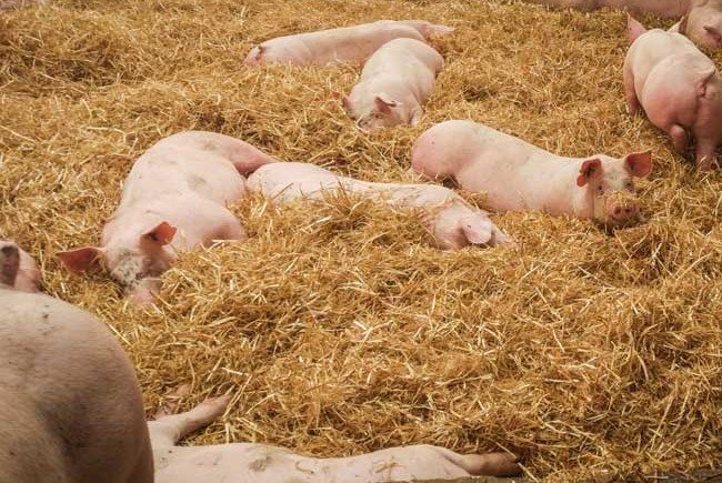 La ferme des Hauts Près - Cochons