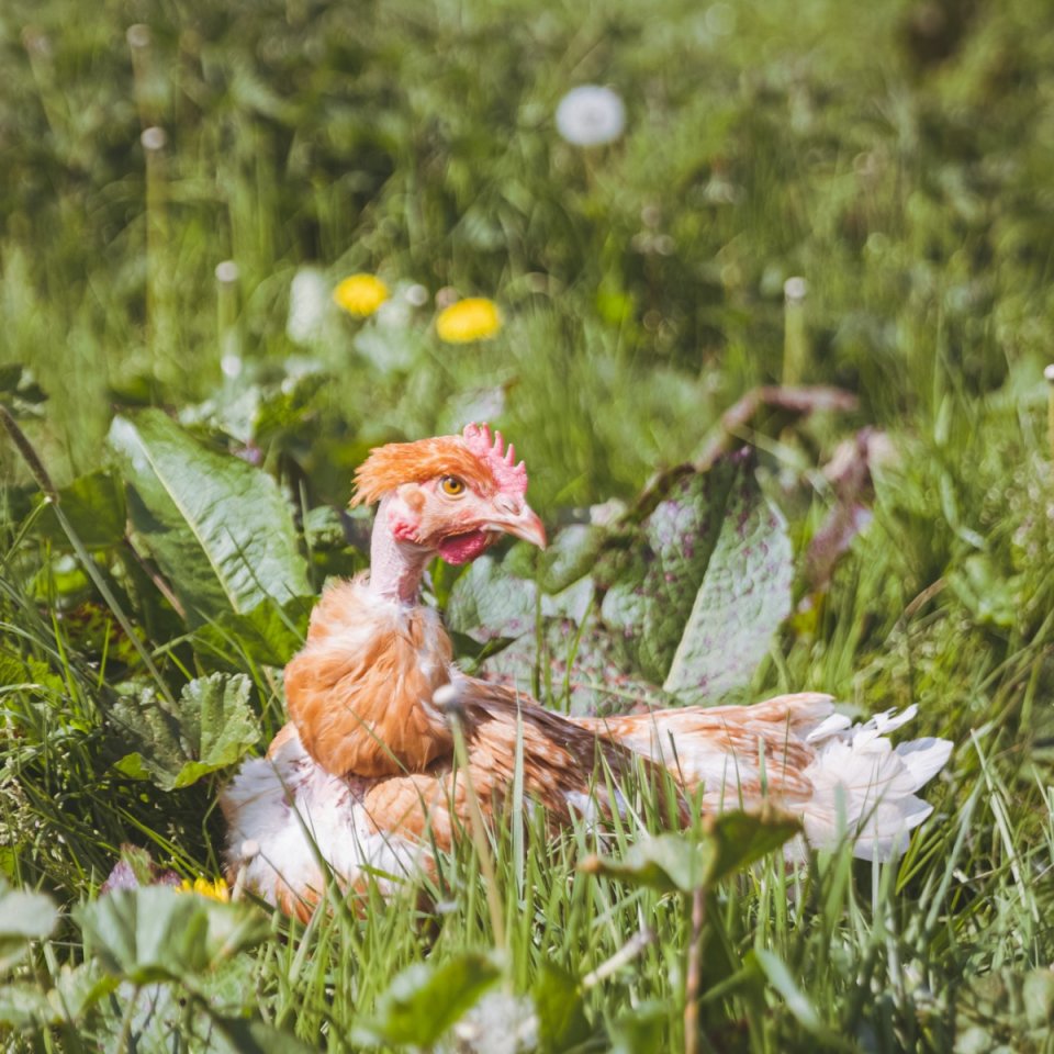 La ferme des Hauts Près - Poulets cou nu rouge